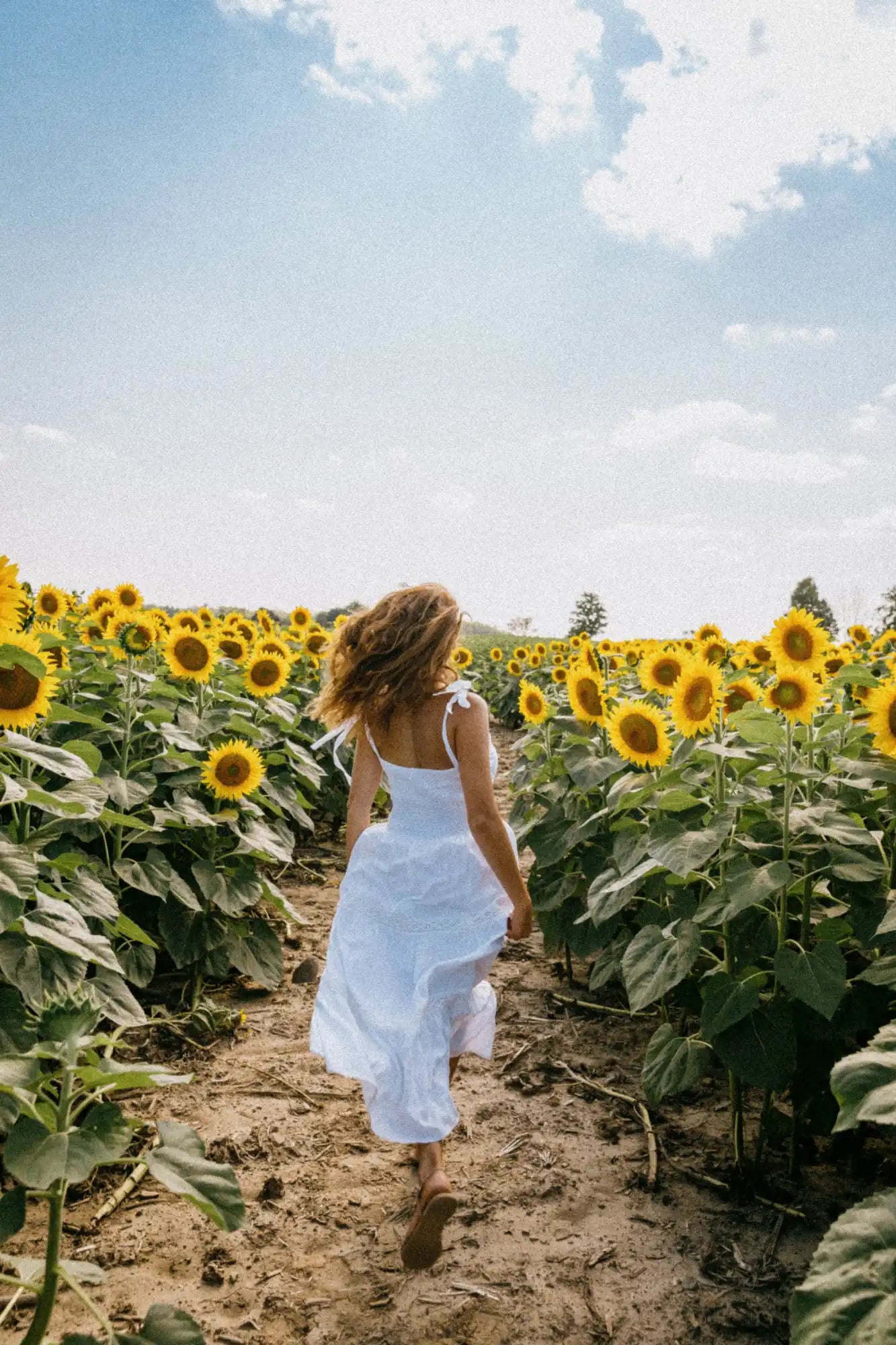 Une femme en robe d'été blanche marchant à travers un champ de tournesols.